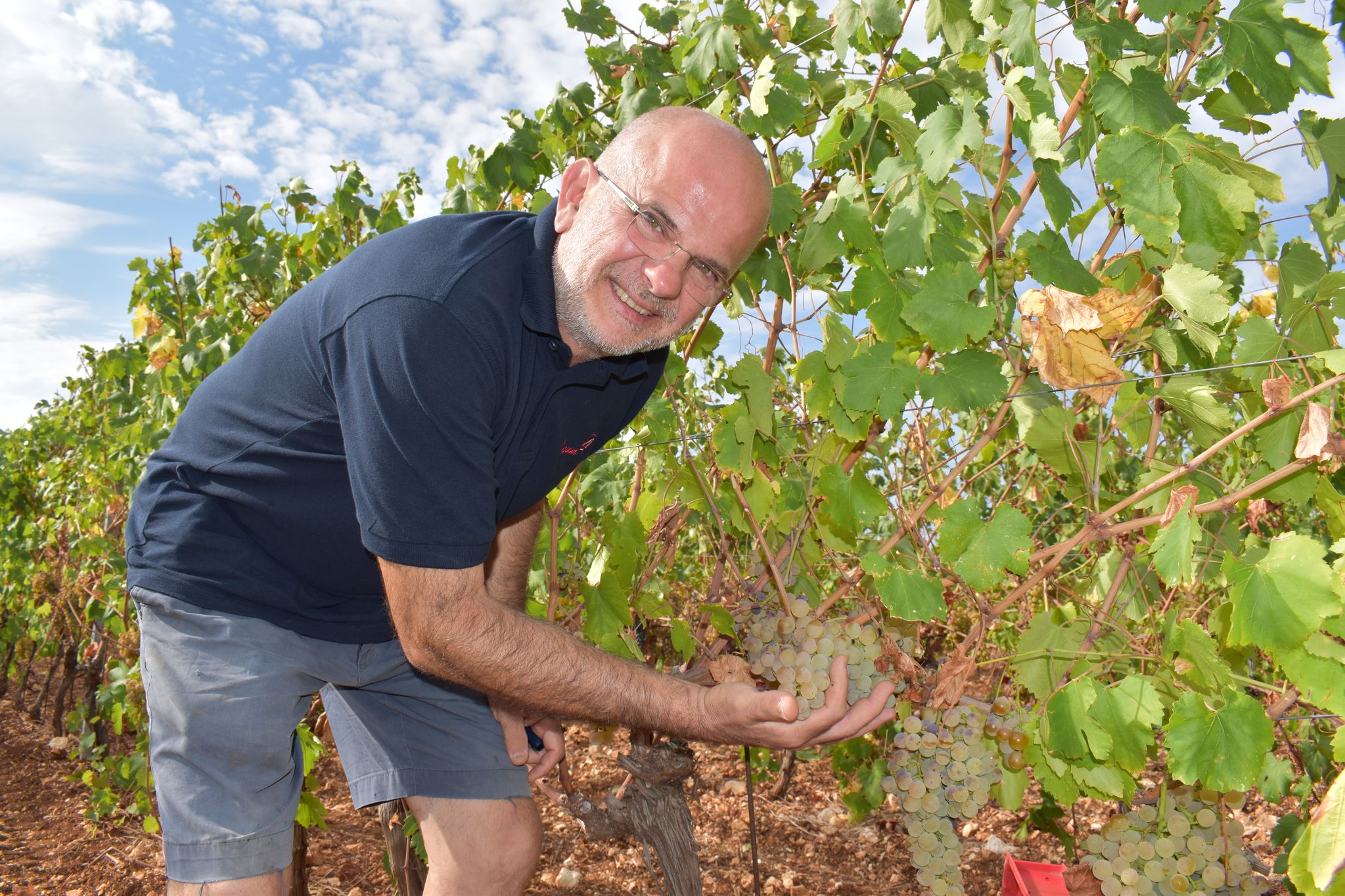 Ivica Dobrincic von Sipun im Weinberg