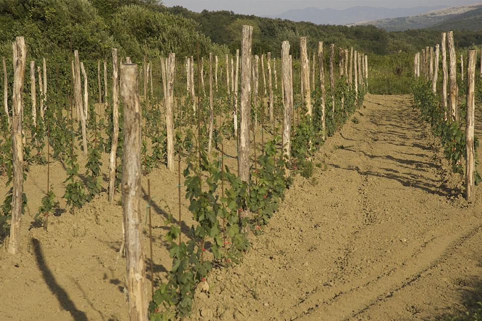 Neuer Weingarten im Weingut Sipun