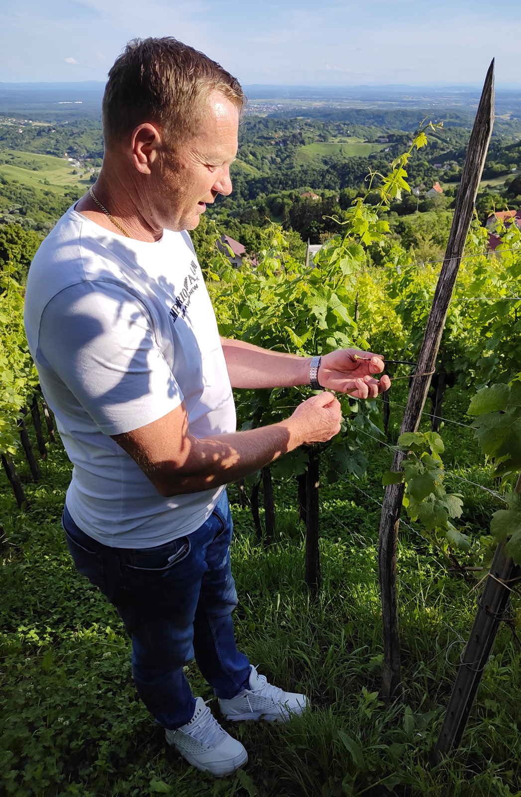 Kresimir Ivancic in seinem Weingarten in der Plesivica